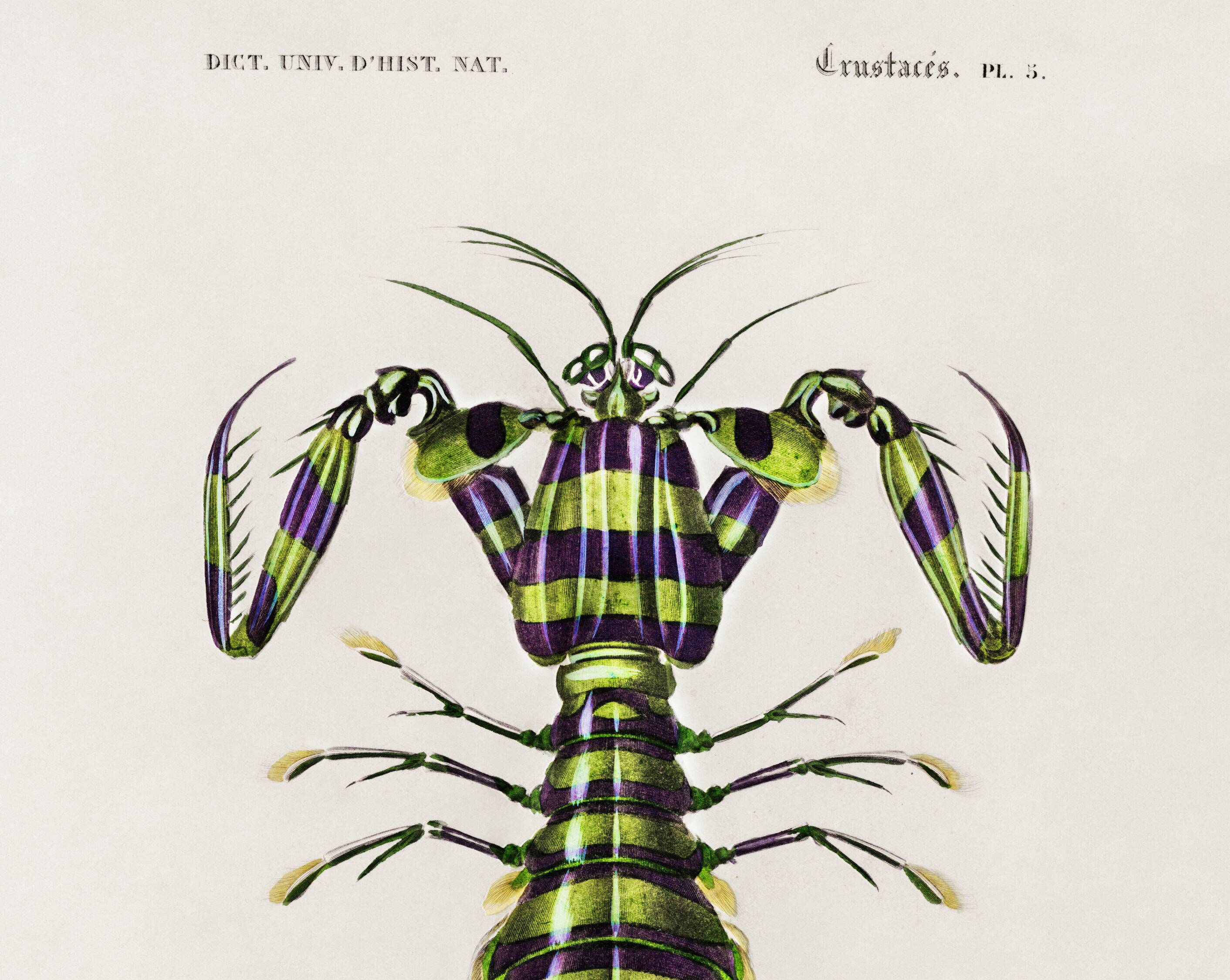 Poster about the mantis shrimp, based on an old engraving from 1849.