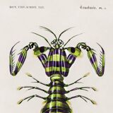 Poster about the mantis shrimp, based on an old engraving from 1849.