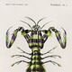 Poster about the mantis shrimp, based on an old engraving from 1849.