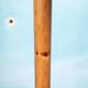 Minimalist organic coat rack in pine from the 1970s in space age style.