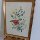 Botanical illustration of poppy