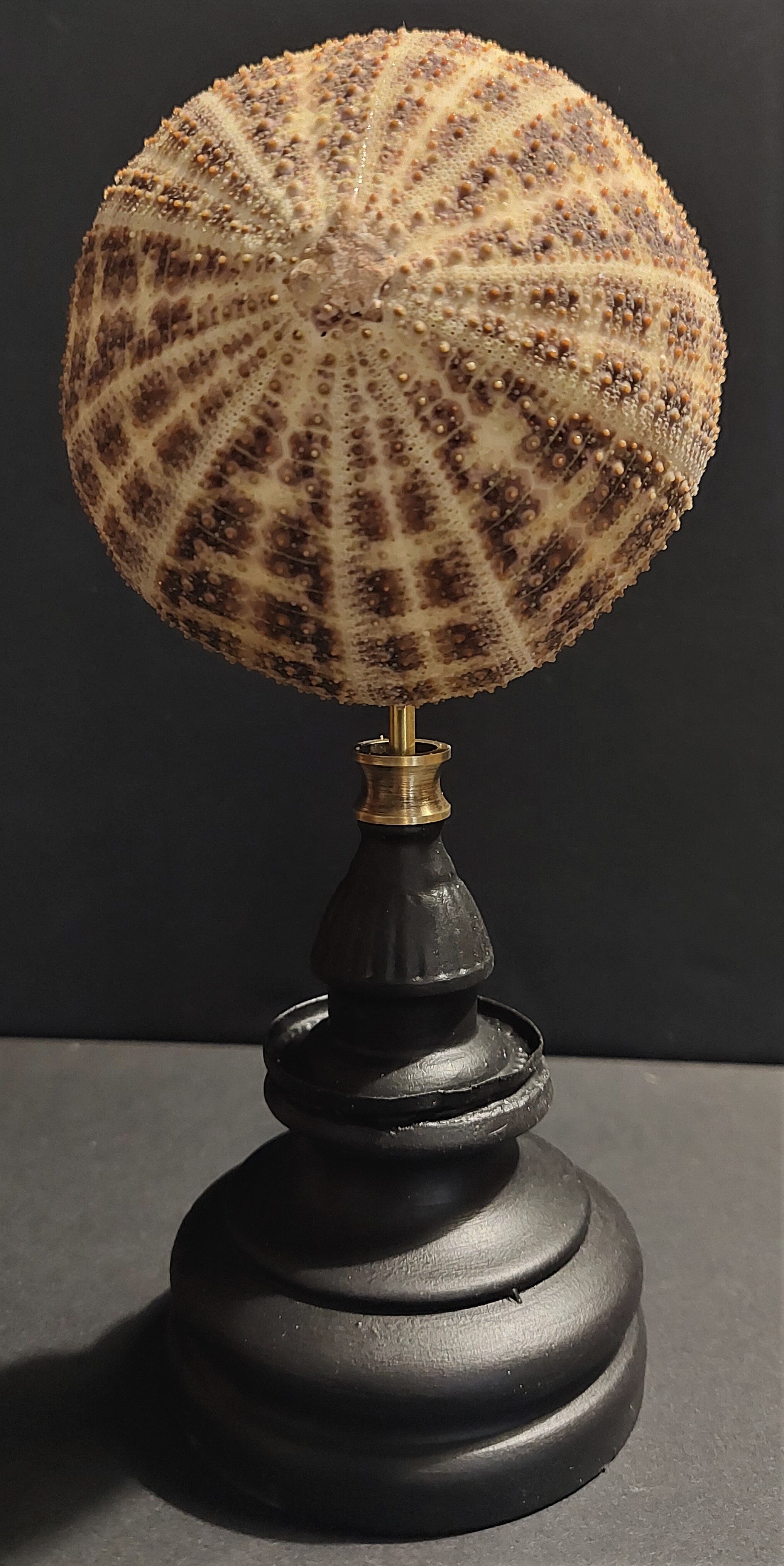 Cabinet of Curiosities sea urchin toxopneustes pileolus on base