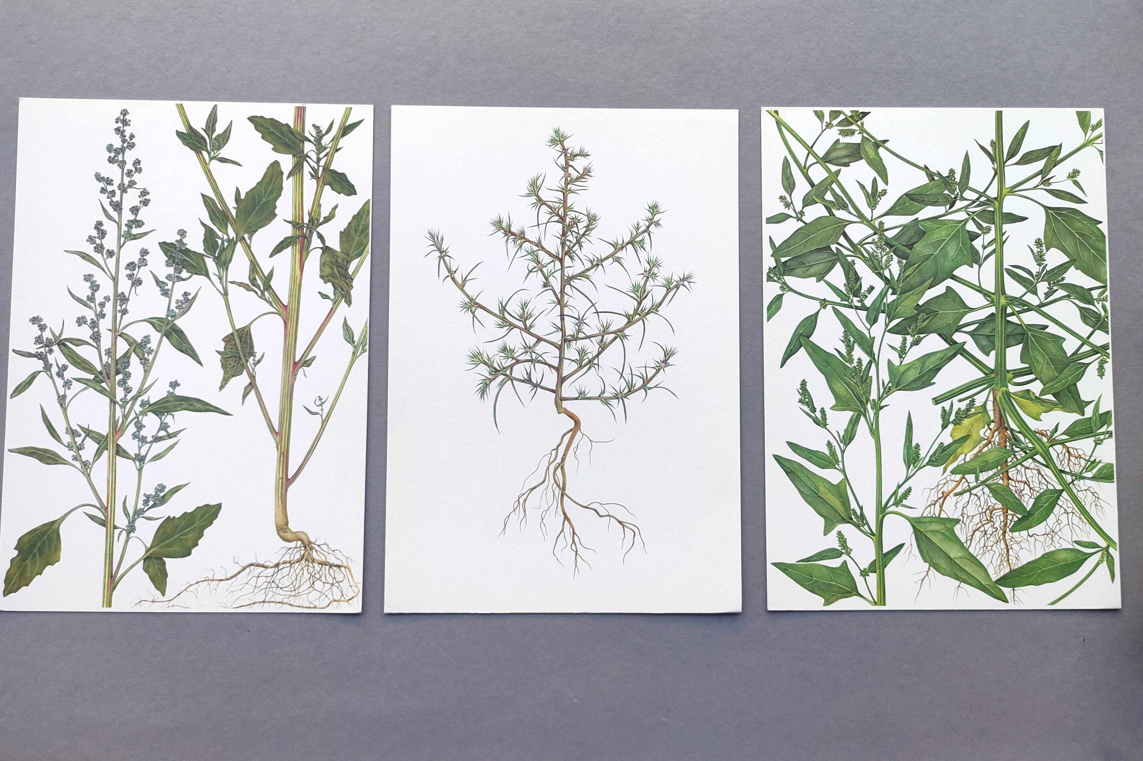 3 vintage botanical plates from 1978 - Spreading orach. Nature plant set