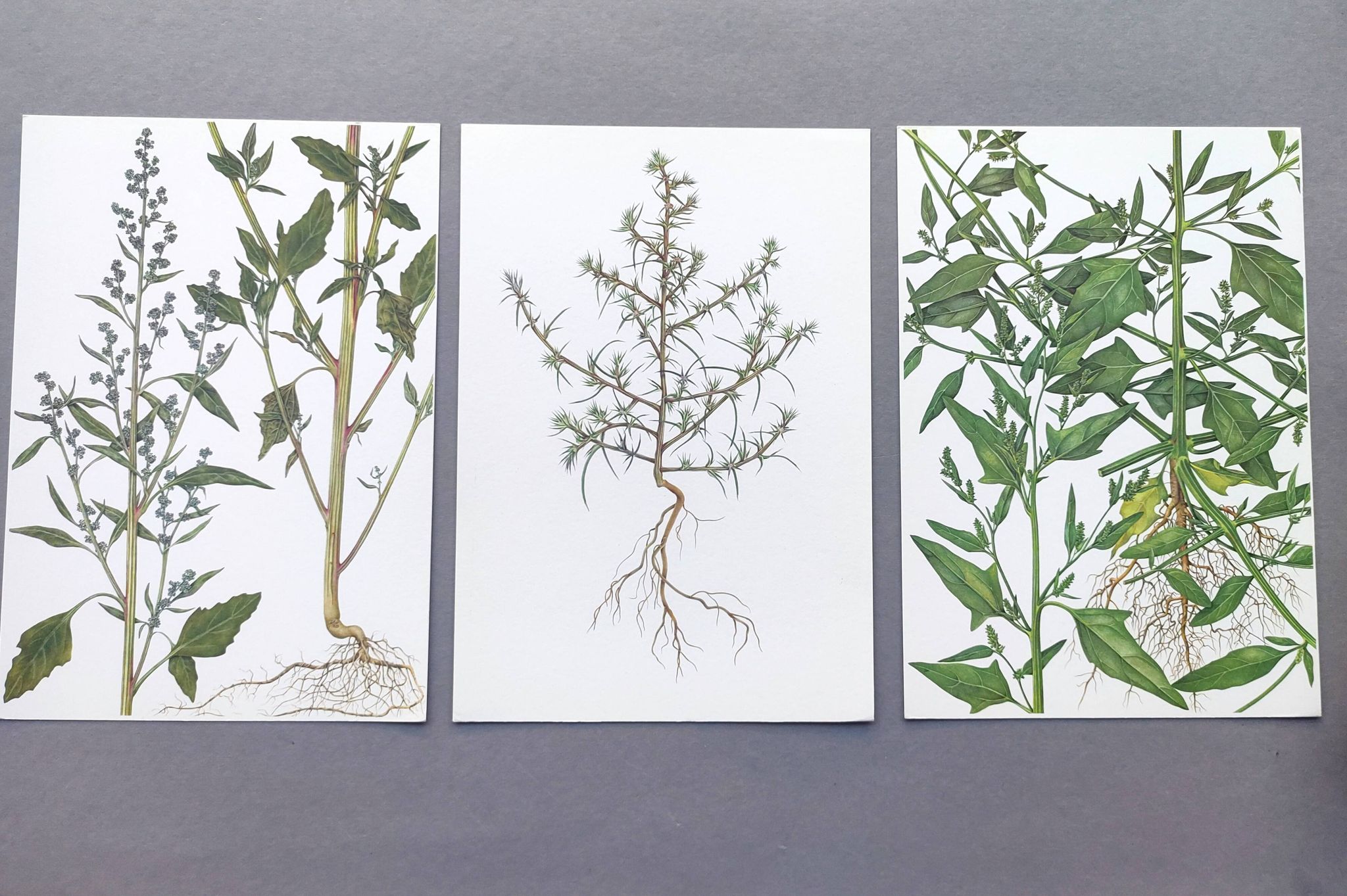 3 vintage botanical plates from 1978 - Spreading orach. Nature plant set
