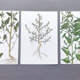 3 vintage botanical plates from 1978 - Spreading orach. Nature plant set