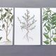 3 vintage botanical plates from 1978 - Spreading orach. Nature plant set