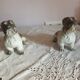 Set of 2 dogs bulldogs tighten biscuit books