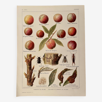Lithograph on the peach tree and peaches - 1920