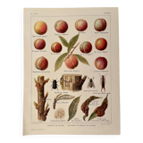 Lithograph on the peach tree and peaches - 1920