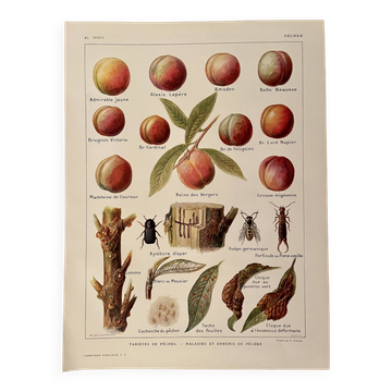 Lithograph on the peach tree and peaches - 1920