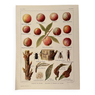 Lithograph on the peach tree and peaches - 1920