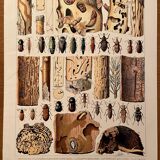Lithograph on xylophagous insects (opulent) from 1907