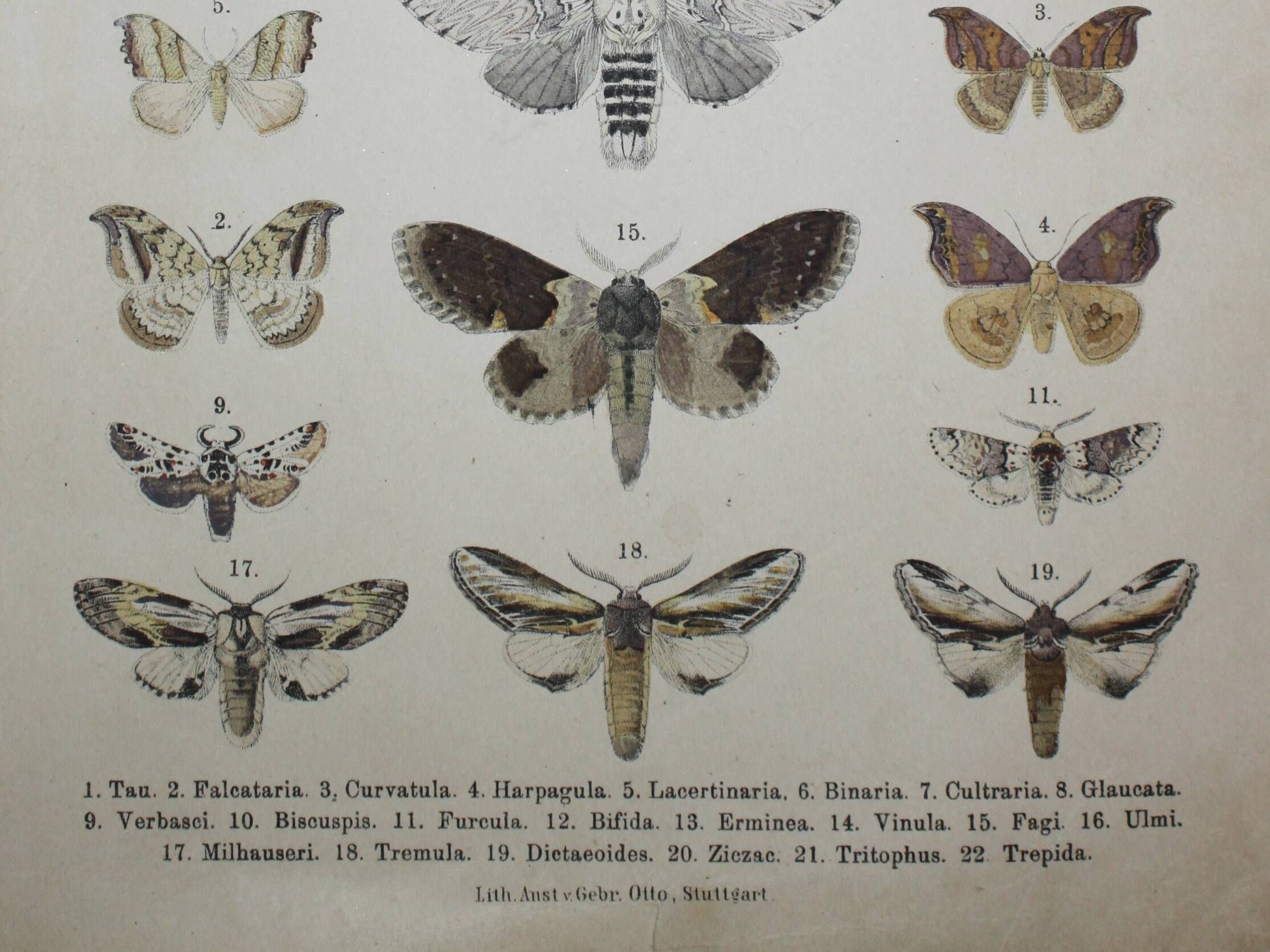 Old lithograph of Butterflies - Engraving from 1887 - Tau - Vintage illustration