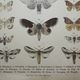 Old lithograph of Butterflies - Engraving from 1887 - Tau - Vintage illustration