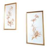 Pair of signed herbarium frames