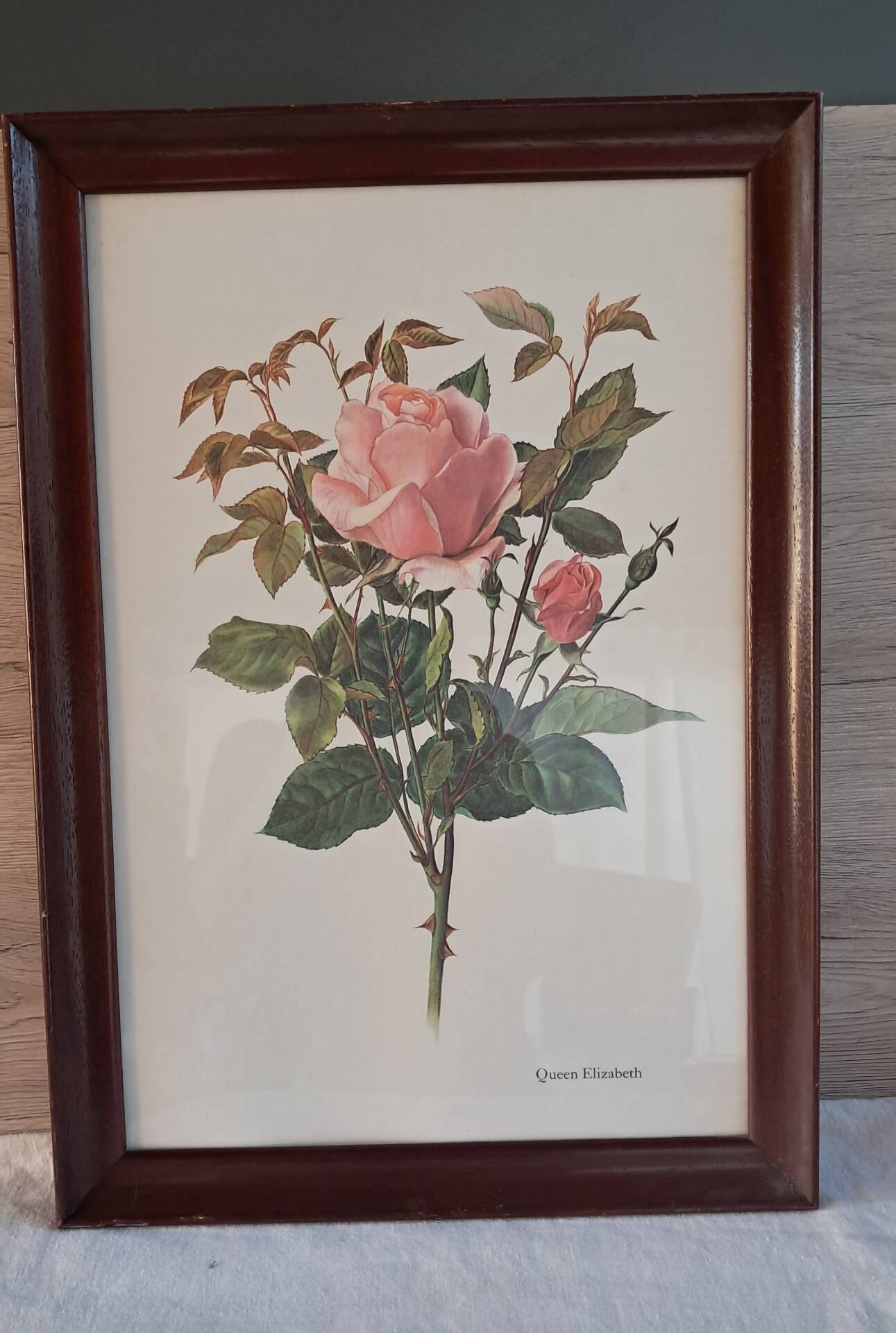 Botanical engraving vintage frame "Rose Queen Elizabeth" by Lotte Gün