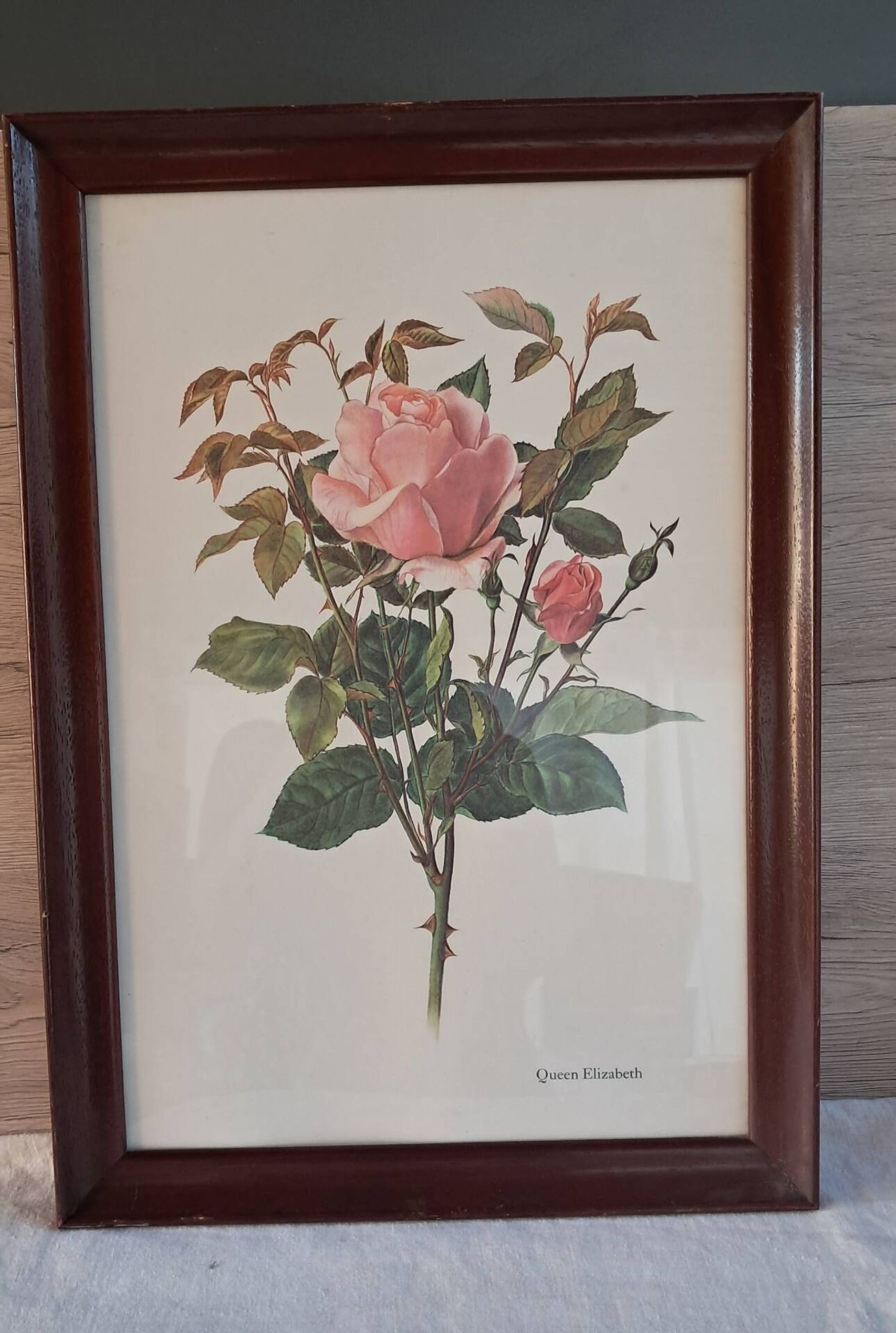 Gravure botanique cadre vintage « Rose Queen Elizabeth » par Lotte Gün