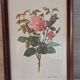 Botanical engraving vintage frame "Rose Queen Elizabeth" by Lotte Gün