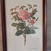 Gravure botanique cadre vintage « Rose Queen Elizabeth » par Lotte Gün