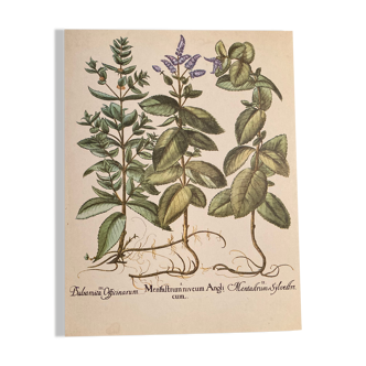 Botanical poster Menthastrum niveum