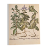 Botanical poster Menthastrum niveum