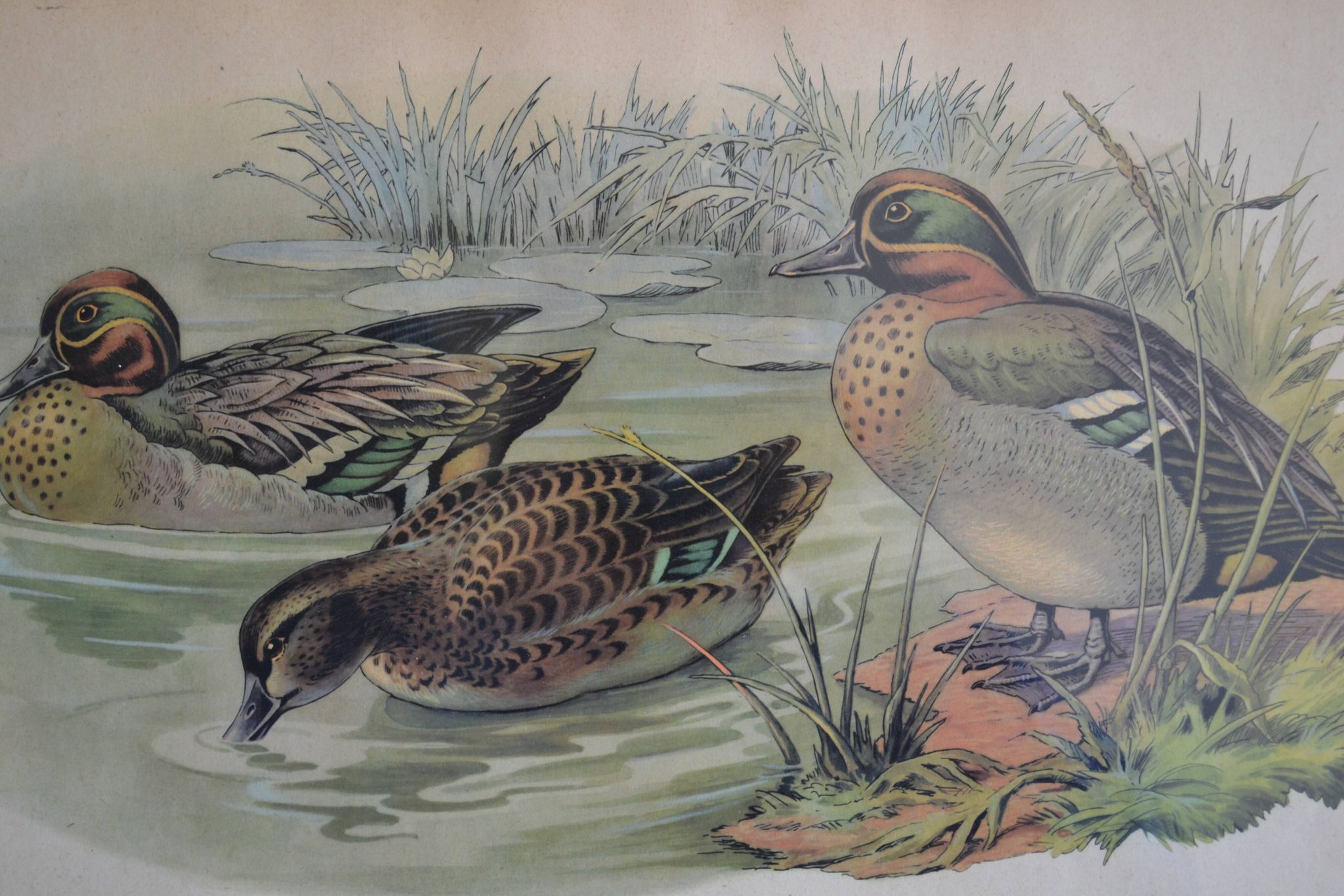 Estampe animalière vintage canards