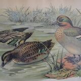 Vintage animal print ducks