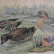 Estampe animalière vintage canards