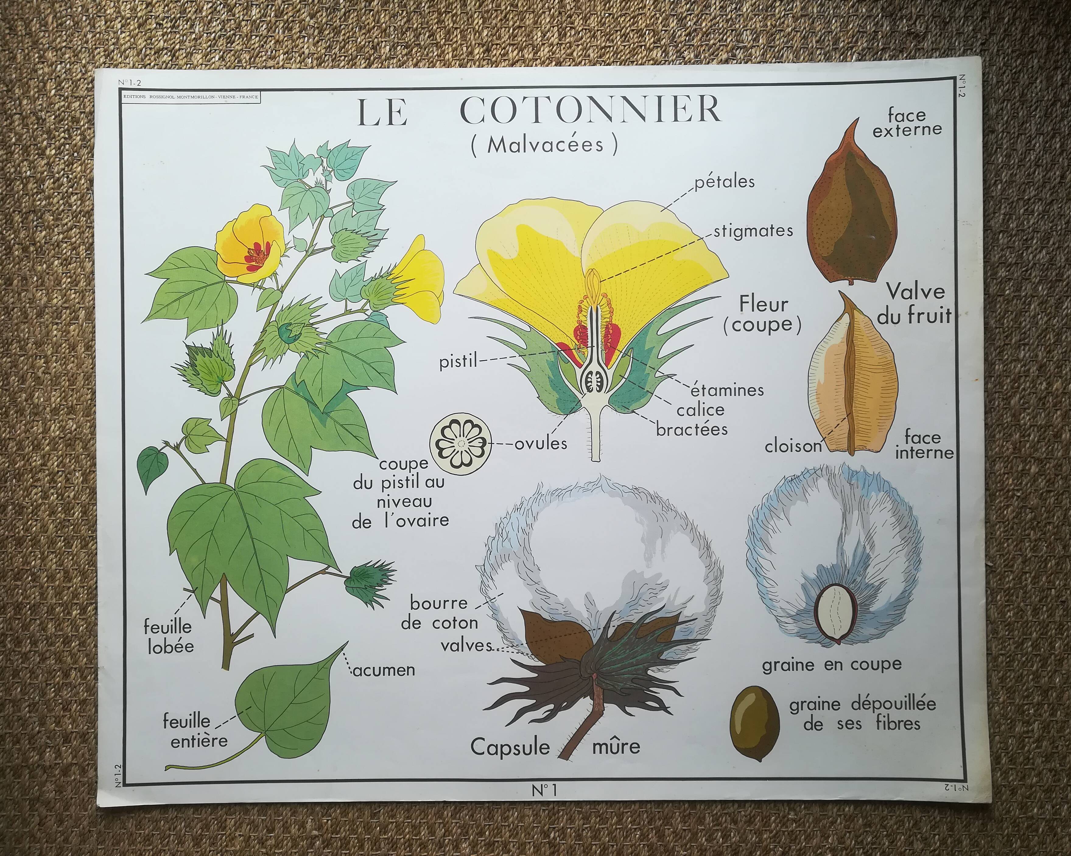 Affiche pédagogique Rossignol "Le cotonnier et le manguier" vintage.