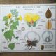 Rossignol pedagogical poster "The cotton tree and the mango tree" vintage.