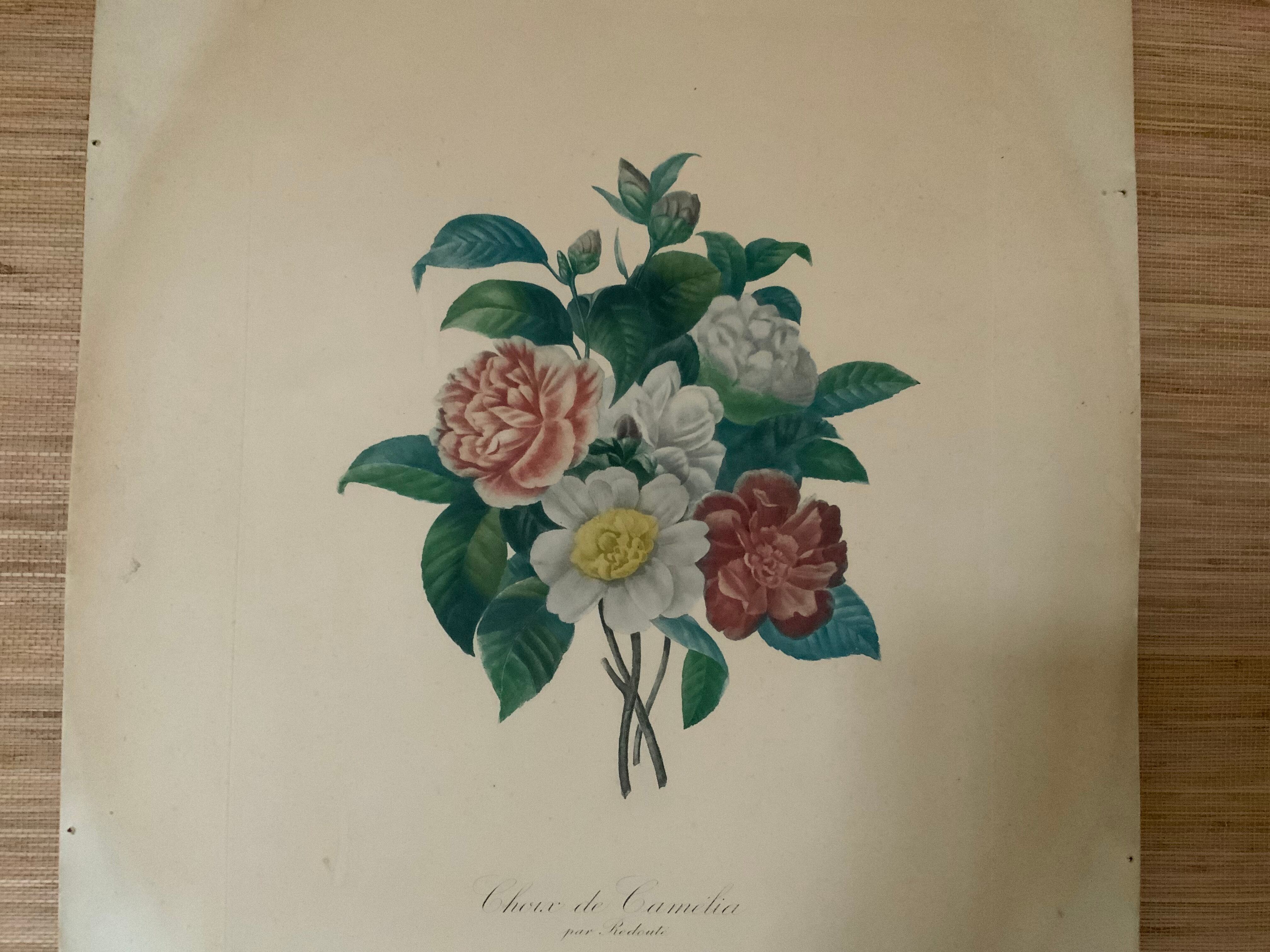 Pair of plates or botanical engravings XVIII