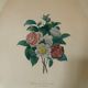Pair of plates or botanical engravings XVIII