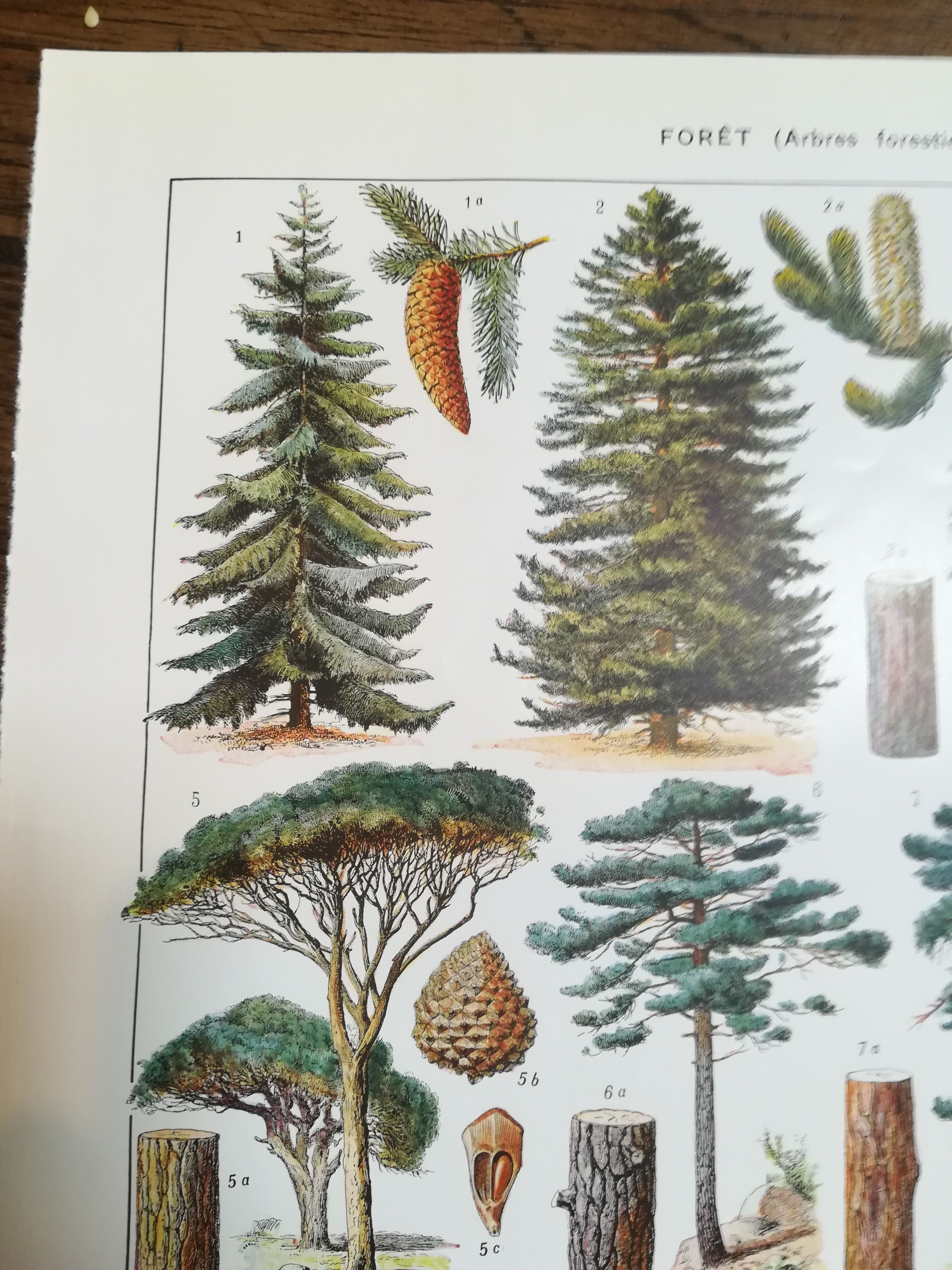 Lithograph on trees from 1928 (spruce)