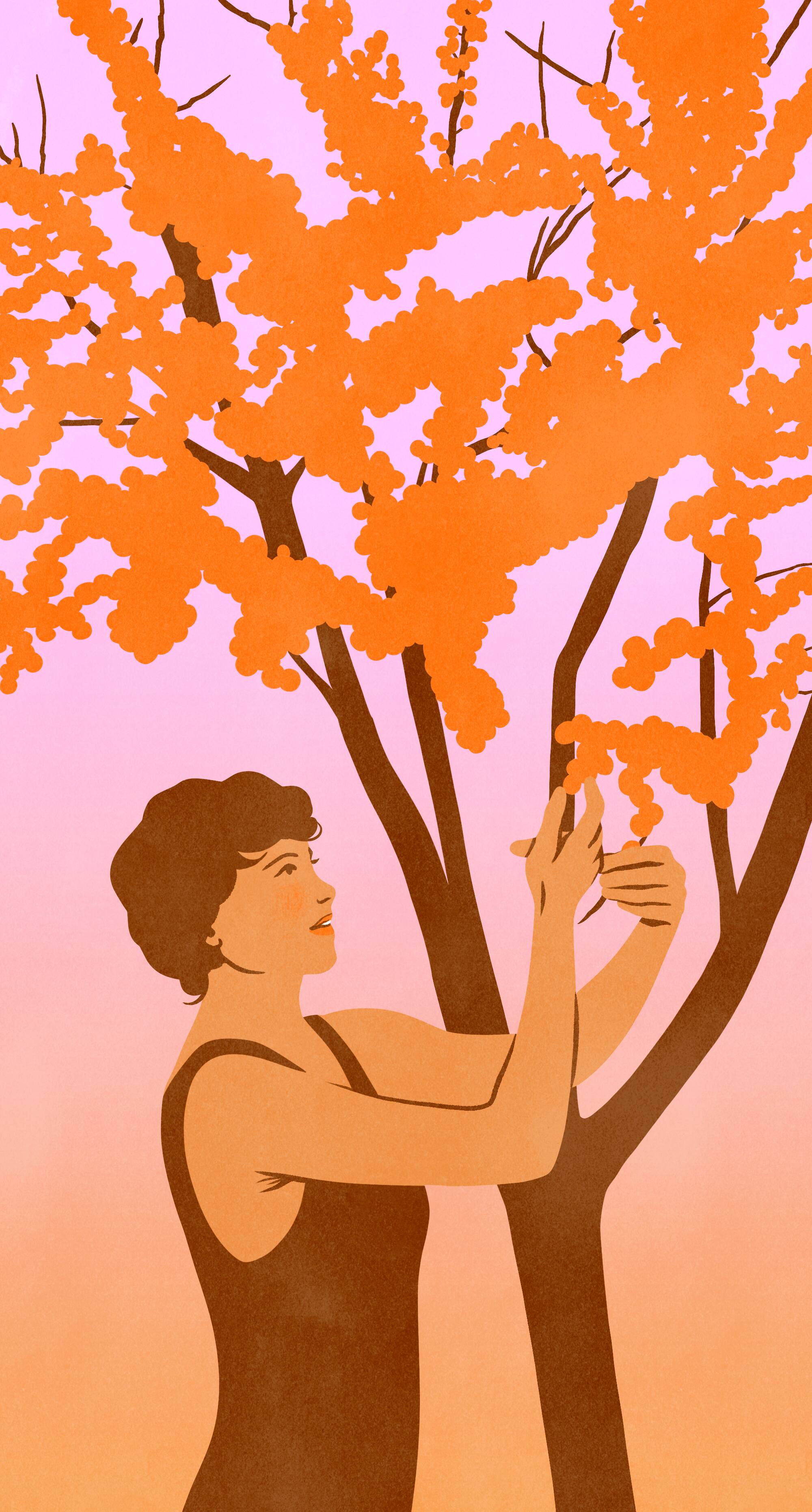 Sea buckthorn picking