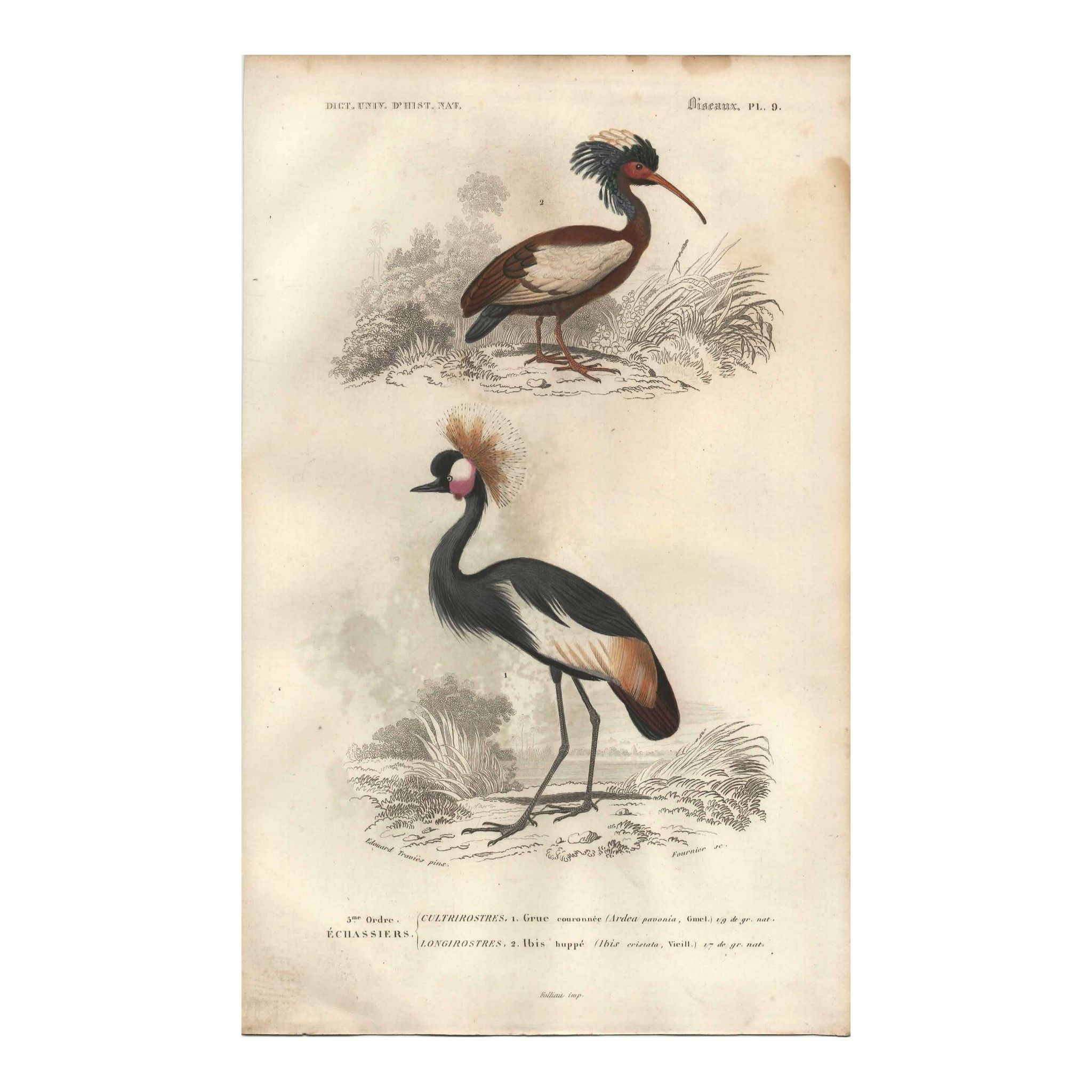 Gravure ancienne 1849 - Grue Couronnée par , Afrique, marais, parade