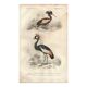 Antique engraving 1849 - Crowned Crane, Africa, marsh, parade