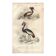 Antique engraving 1849 - Crowned Crane, Africa, marsh, parade