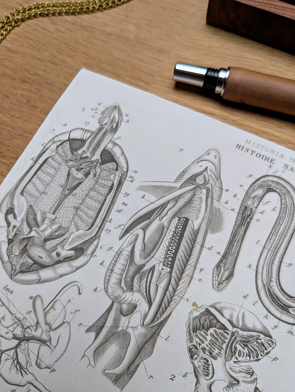 Printed in 1851, Zoological Poster.