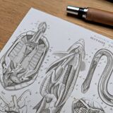 Printed in 1851, Zoological Poster.