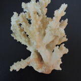 Branche de corail