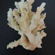 Coral branch