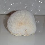 Cabinet of curiosity in white coral