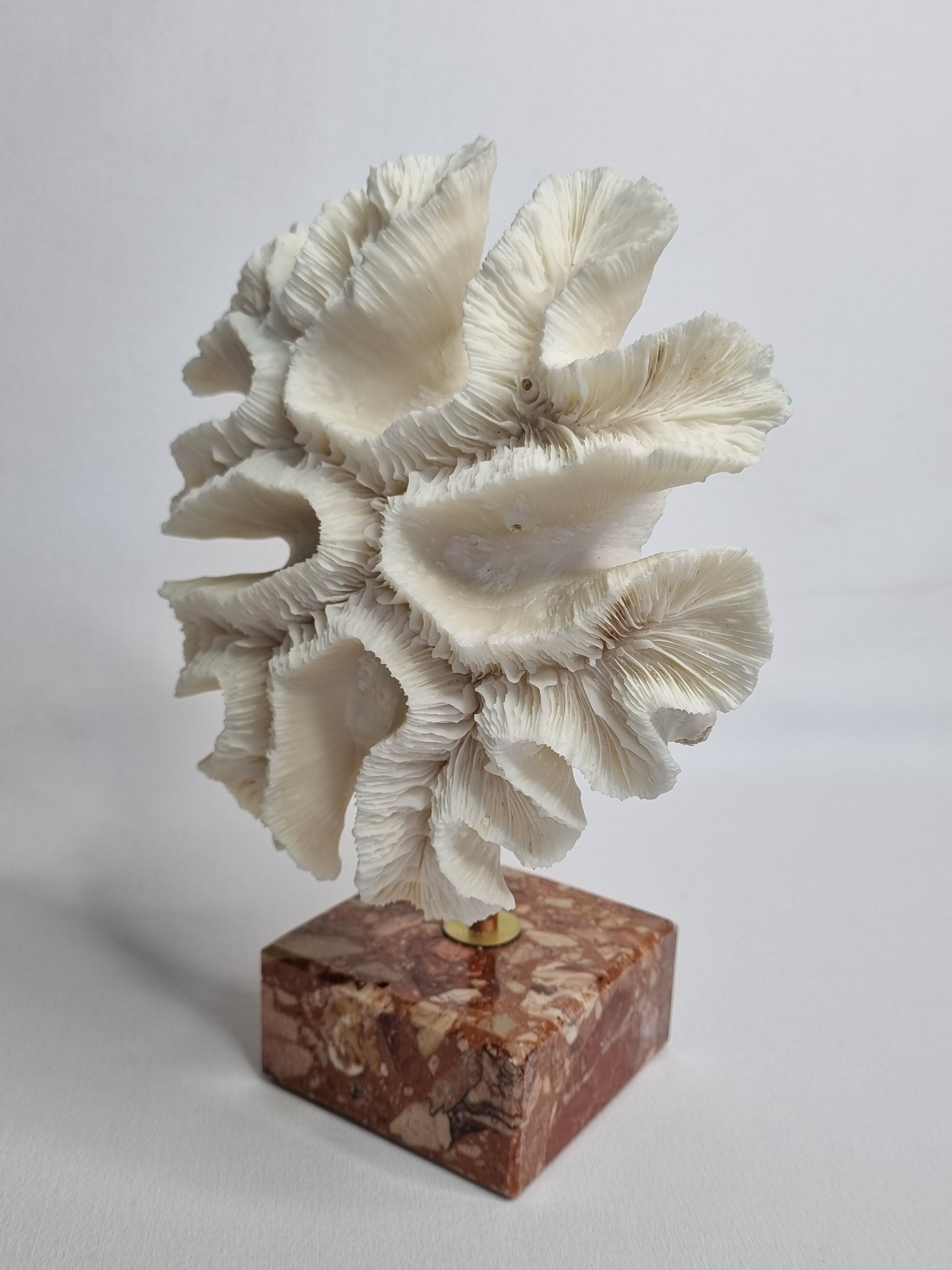 Old white coral "méandrine" on marble base, 25 cm