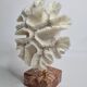 Old white coral "méandrine" on marble base, 25 cm