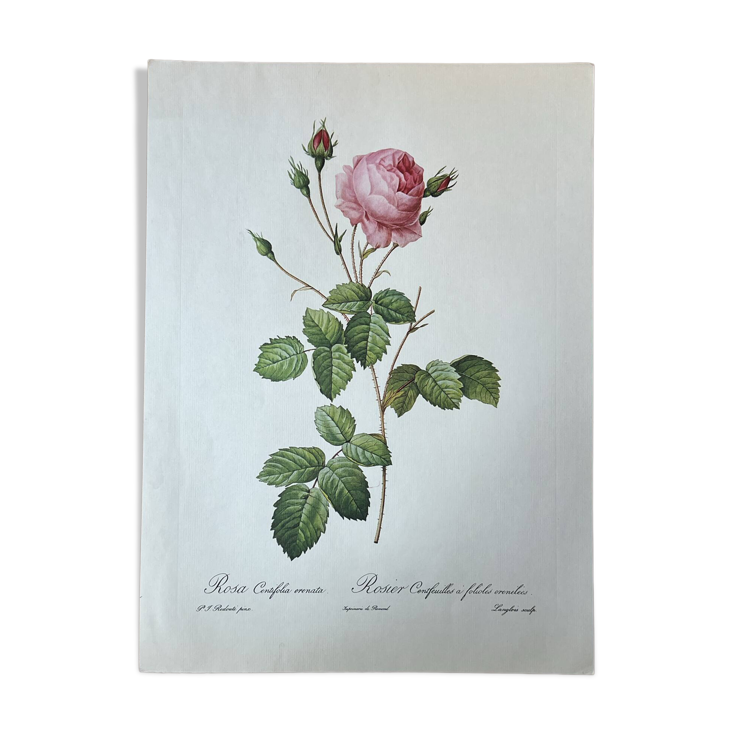 Botanical plate Centfeuilles Rose - 40.4x29.9cm