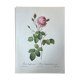 Botanical plate Centfeuilles Rose - 40.4x29.9cm