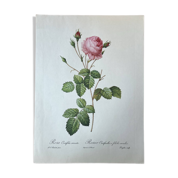 Planche botanique Rosier Centfeuilles - 40,4x29,9cm