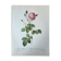 Botanical plate Centfeuilles Rose - 40.4x29.9cm