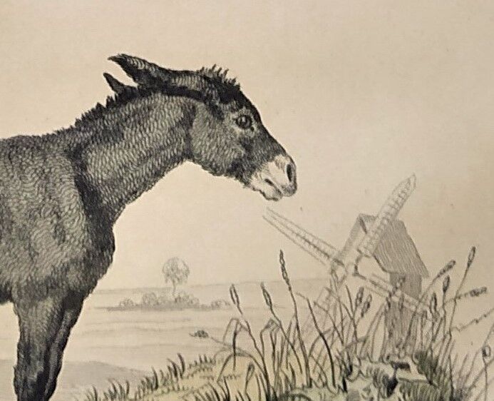 Original zoological frame engraving of 1839 " tait's horse,.... "