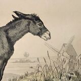 Original zoological frame engraving of 1839 " tait's horse,.... "